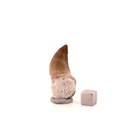 Rooted Mosasaur tooth from Late Cretaceous, Morocco (1.73")