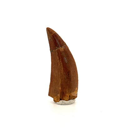 Carcharodontosaurus fossiele tand, Krijt dinosaurus tand uit Kem Kem Beds, Marokko (2,06 inch)