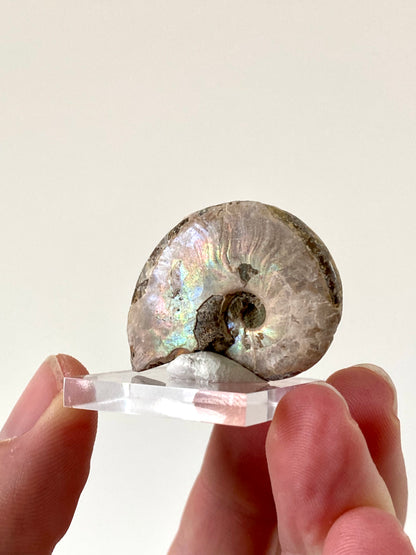 Iridescent Ammonite fossil from Madagascar