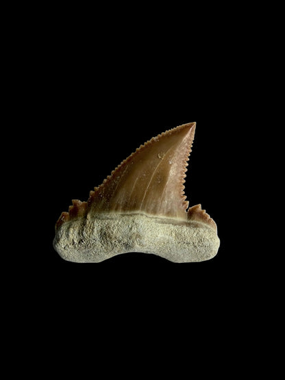 Palaeocarcharodon orientalis Fossil Tooth from Morocco | 1.28"