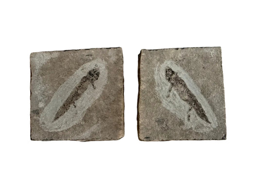 Permian temnospondyl Amphibian Fossil from Germany, Positive & Negative | 1.53"
