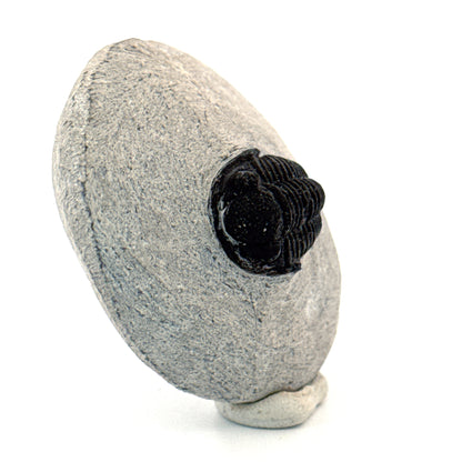 Gerastos granulosus Devonian Trilobite Fossil from, Morocco (A013)