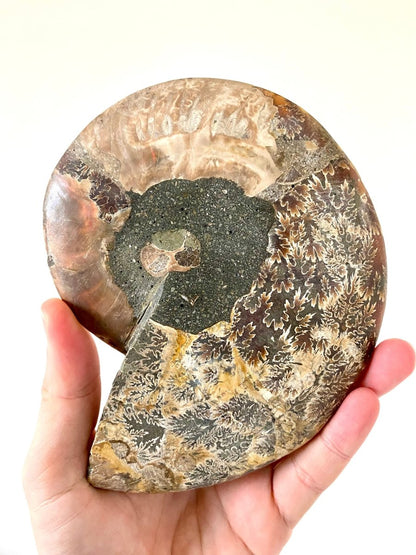 6.49" Ammonite Fossil, Cleoniceras species (2 - sides, cut and polished) - FossilsAndMore