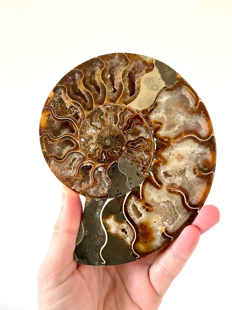 6.49" Ammonite Fossil, Cleoniceras species (2 - sides, cut and polished) - FossilsAndMore