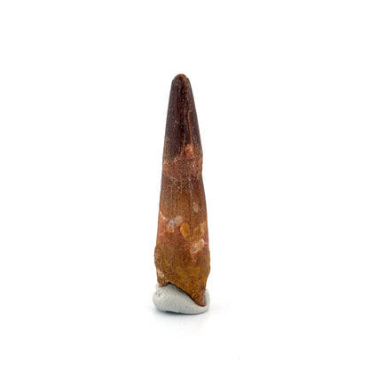 Spinosaurus Tooth Fossil (2.54") – Late Cretaceous Dinosaur tooth from Morocco