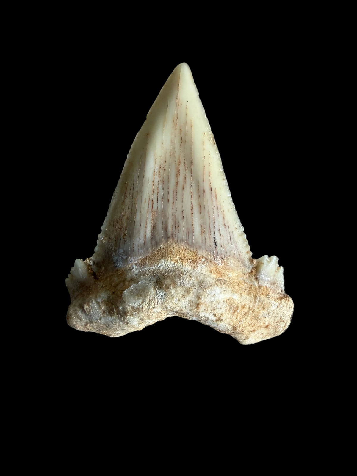 Palaeocarcharodon orientalis Fossil Tooth from Morocco | 1.66"