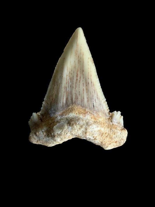 Palaeocarcharodon orientalis Fossil Tooth from Morocco | 1.66"
