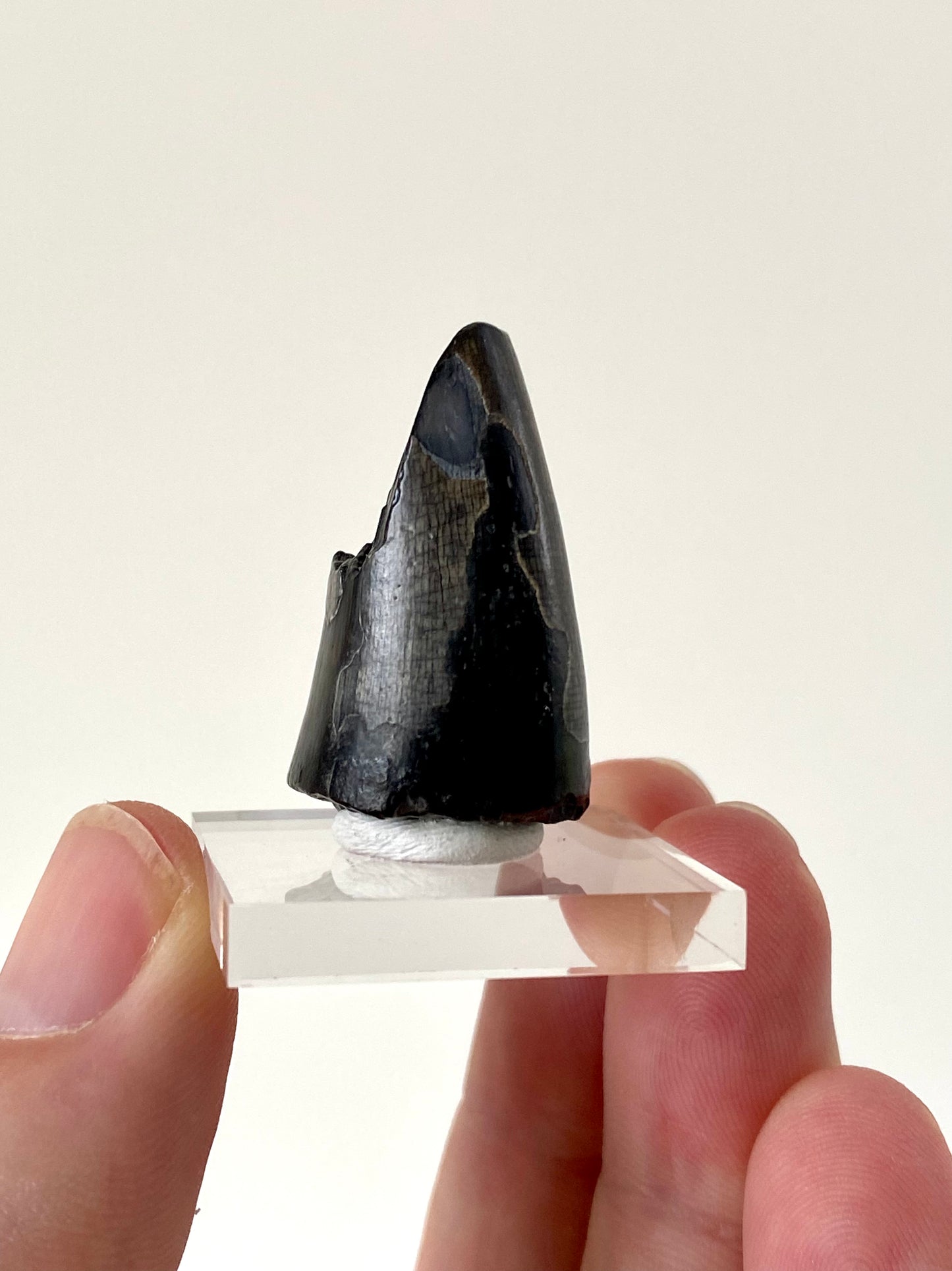 Sarcosuchus (Mega crocodile) fossil tooth from Niger