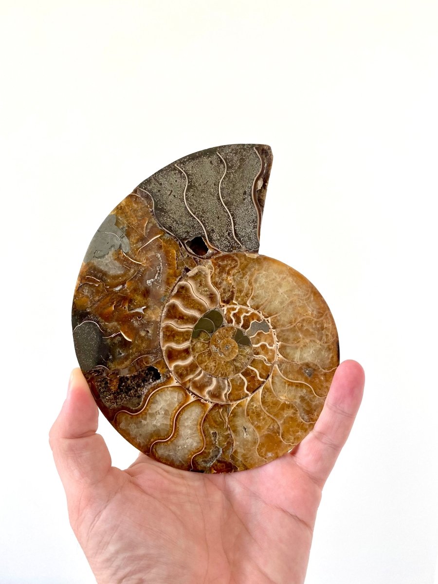 6.57" Ammonite Fossil, Cleoniceras species (cut and polished) - FossilsAndMore