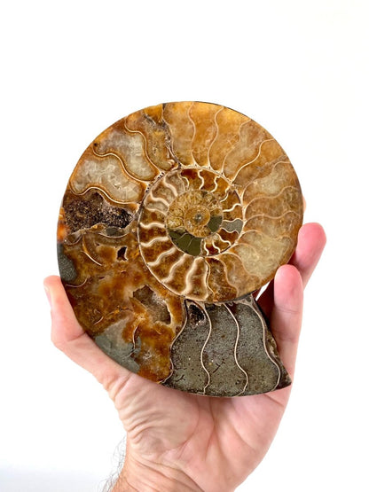 6.57" Ammonite Fossil, Cleoniceras species (cut and polished) - FossilsAndMore