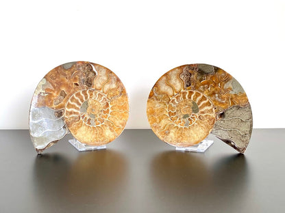 6.57" Ammonite Fossil, Cleoniceras species (cut and polished) - FossilsAndMore