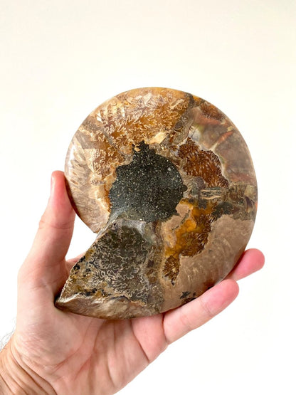 6.57" Ammonite Fossil, Cleoniceras species (cut and polished) - FossilsAndMore