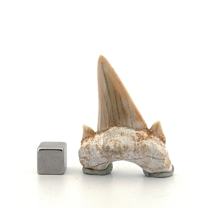Otodus obliquus Fossil Shark Tooth from Eocene, Morocco | 1.92"