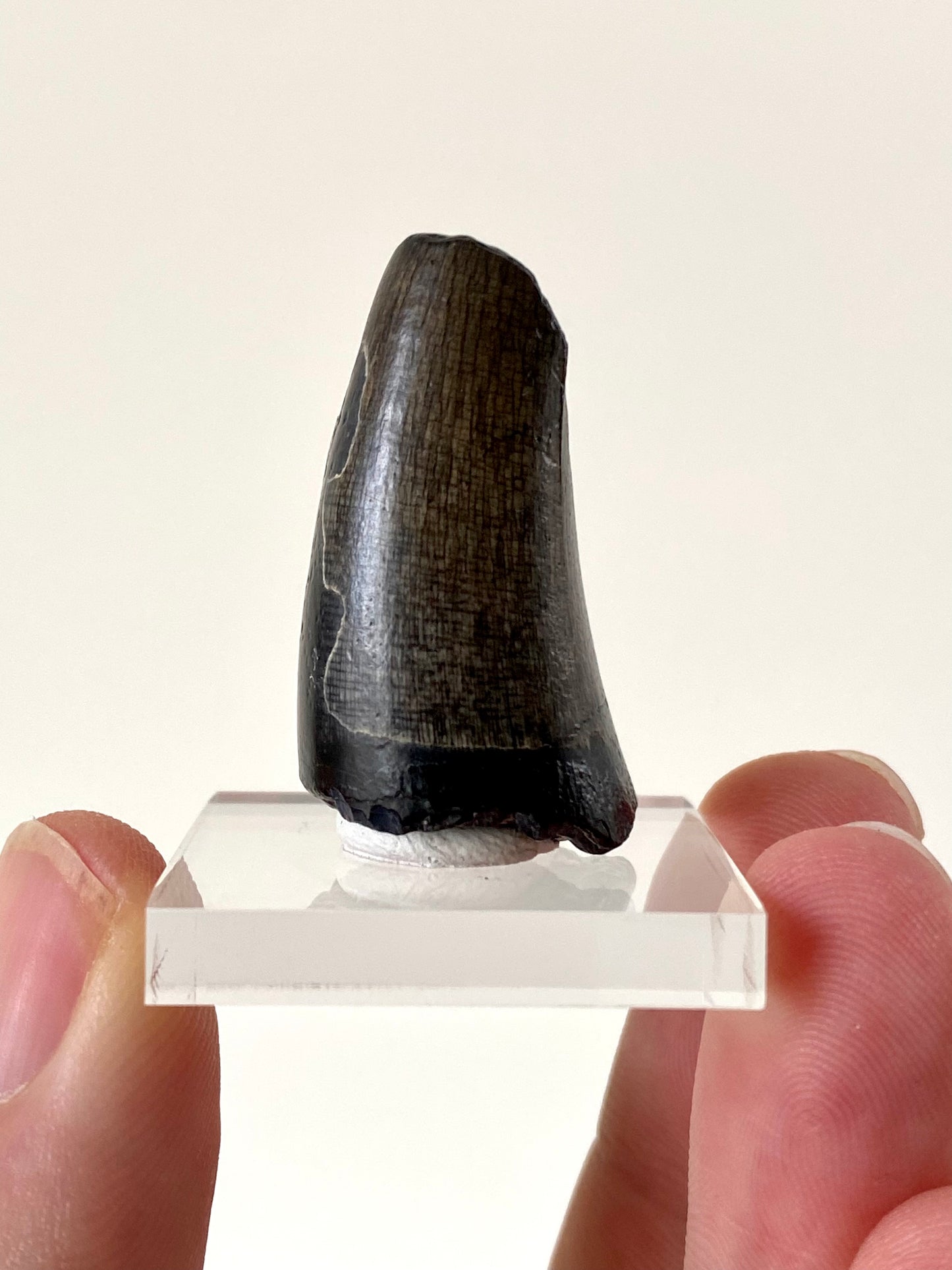 Sarcosuchus (Mega crocodile) fossil tooth from Niger