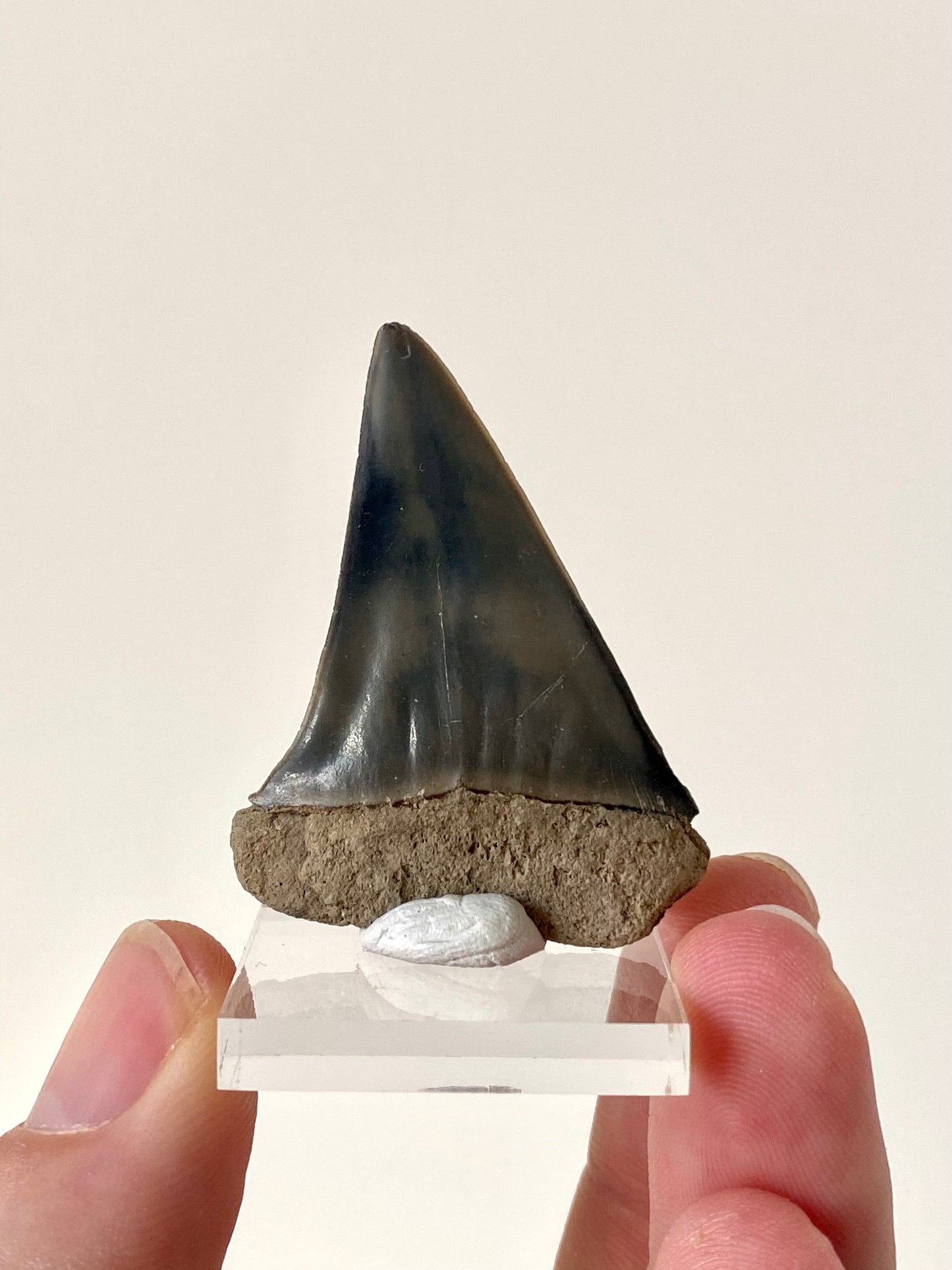 C. Hastalis fossil tooth (4.6cm)