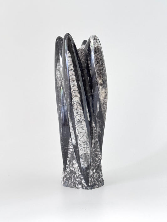 Orthoceras Cephalopod Fossil (+/- 8.00") - Devonian, Morocco