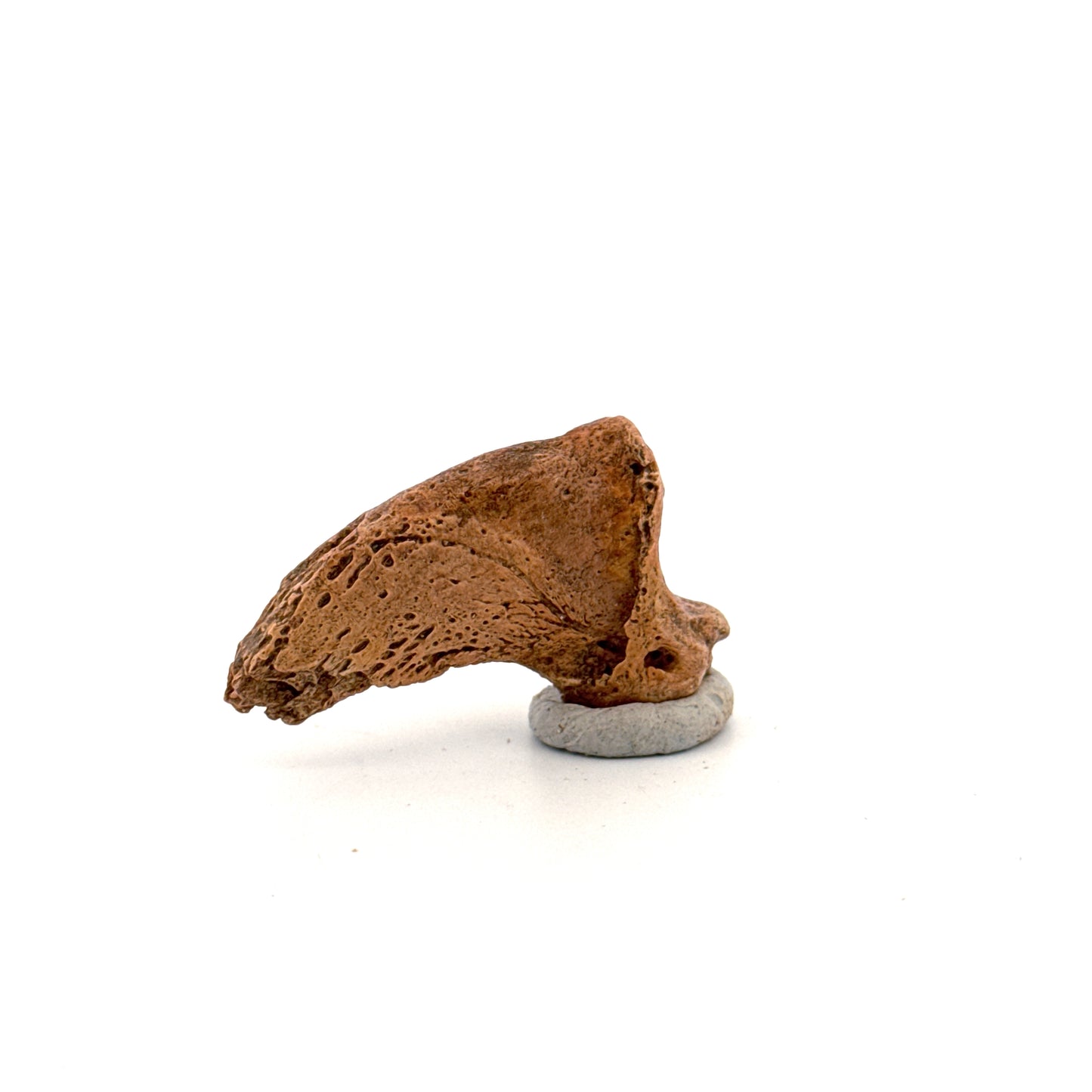 Cave Bear Claw (Ursus spelaeus), Distal phalanx Fossil (1.52") from Pleistocene, Romania