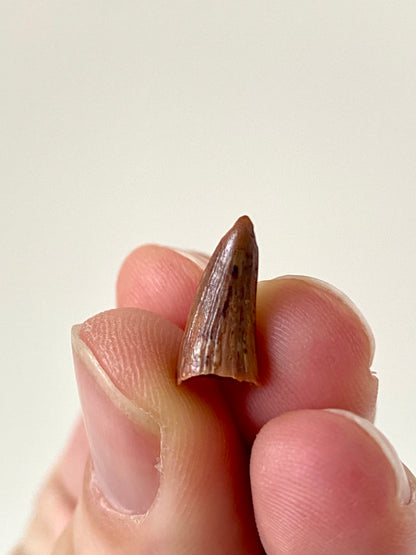 Crocodile species fossil tooth from Morocco