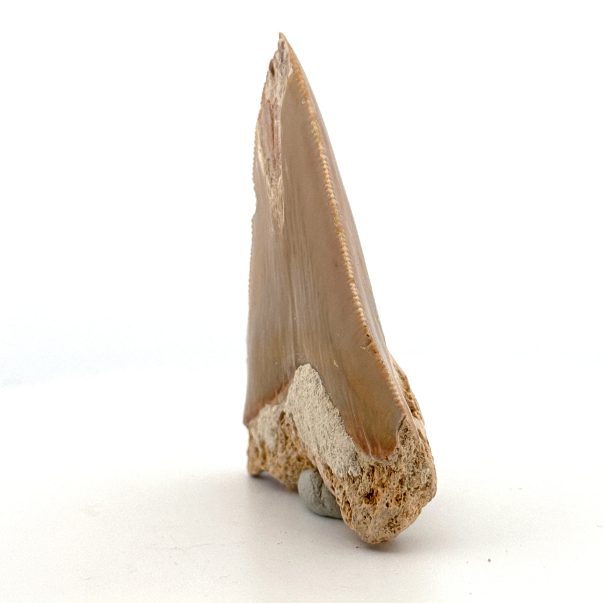 Megalodon Tooth Fragment from Italy | 2.68"