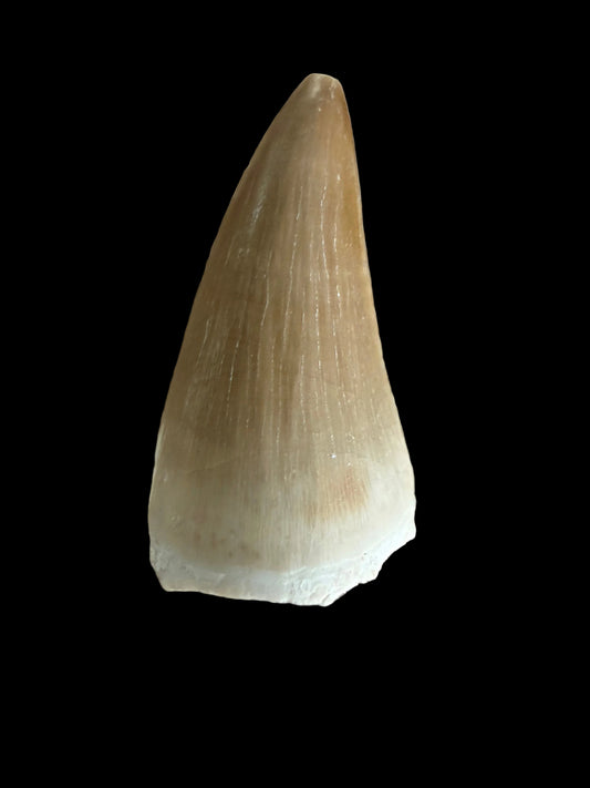 Mosasaur tooth fossil from Late Cretaceous, Morocco | 1.45"