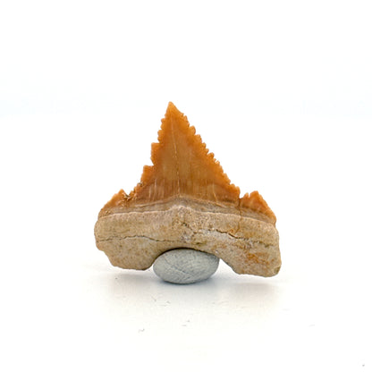 Palaeocarcharodon orientalis Tooth (1.13") from Morocco