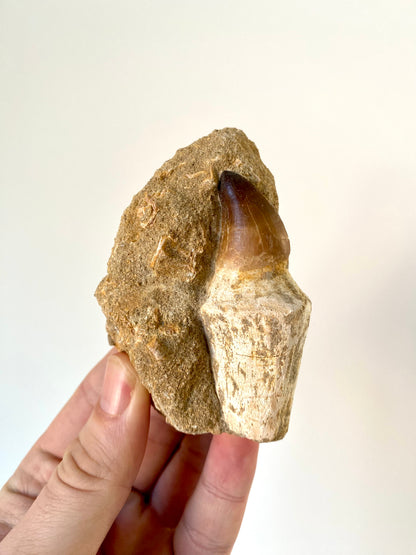 Mosasaurus fossil tooth with root on Matrix