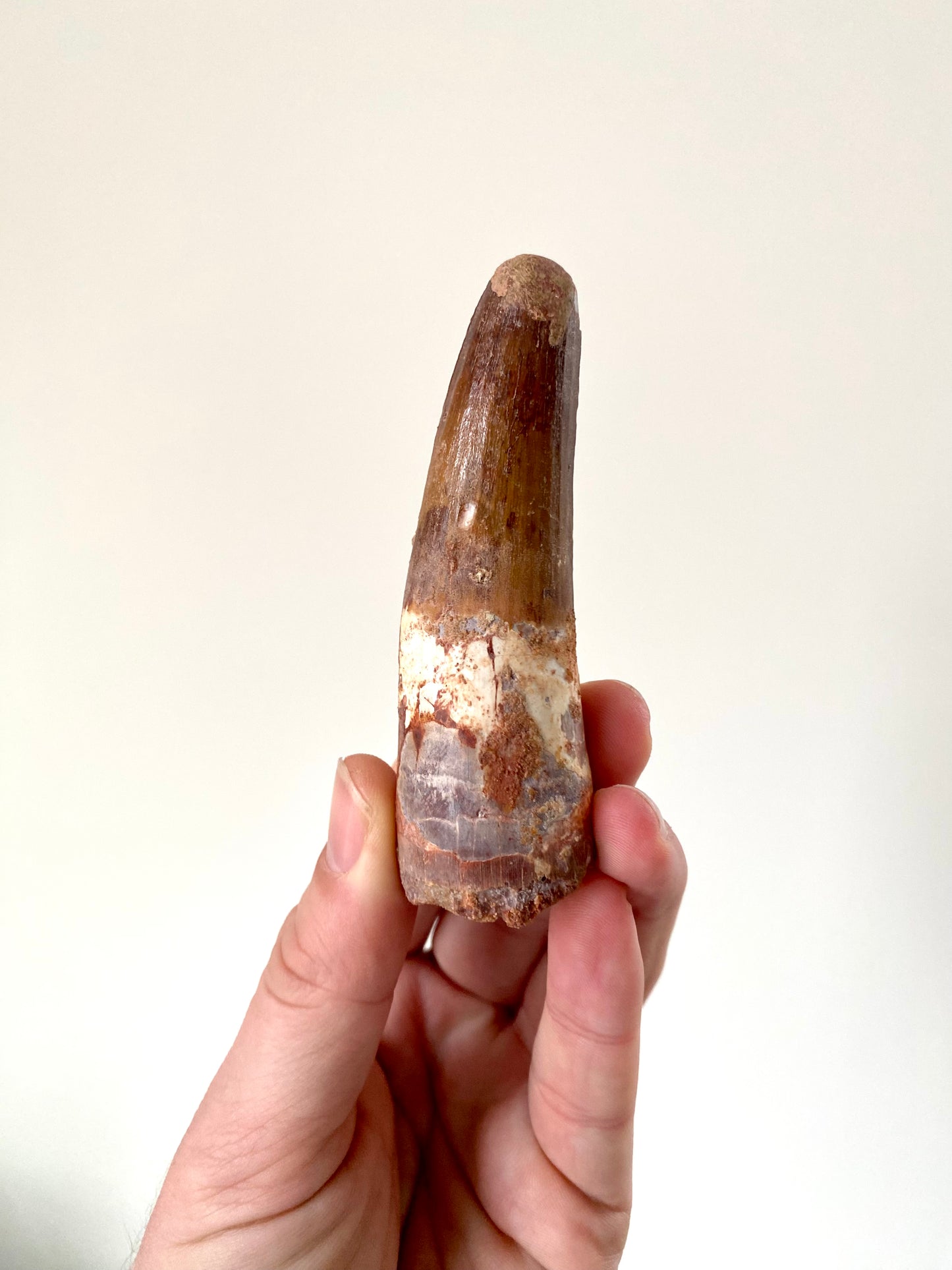 3.8" (9,6cm) Large Spinosaurus fossil tooth