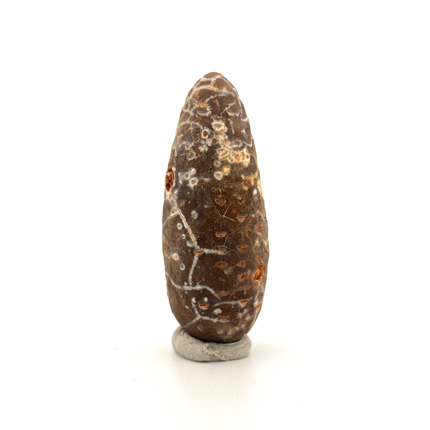Fossiele Pijnappel, Equicalastrobus chinlea (2.14 inch) - Eoceen plantenfossiel uit Marokko