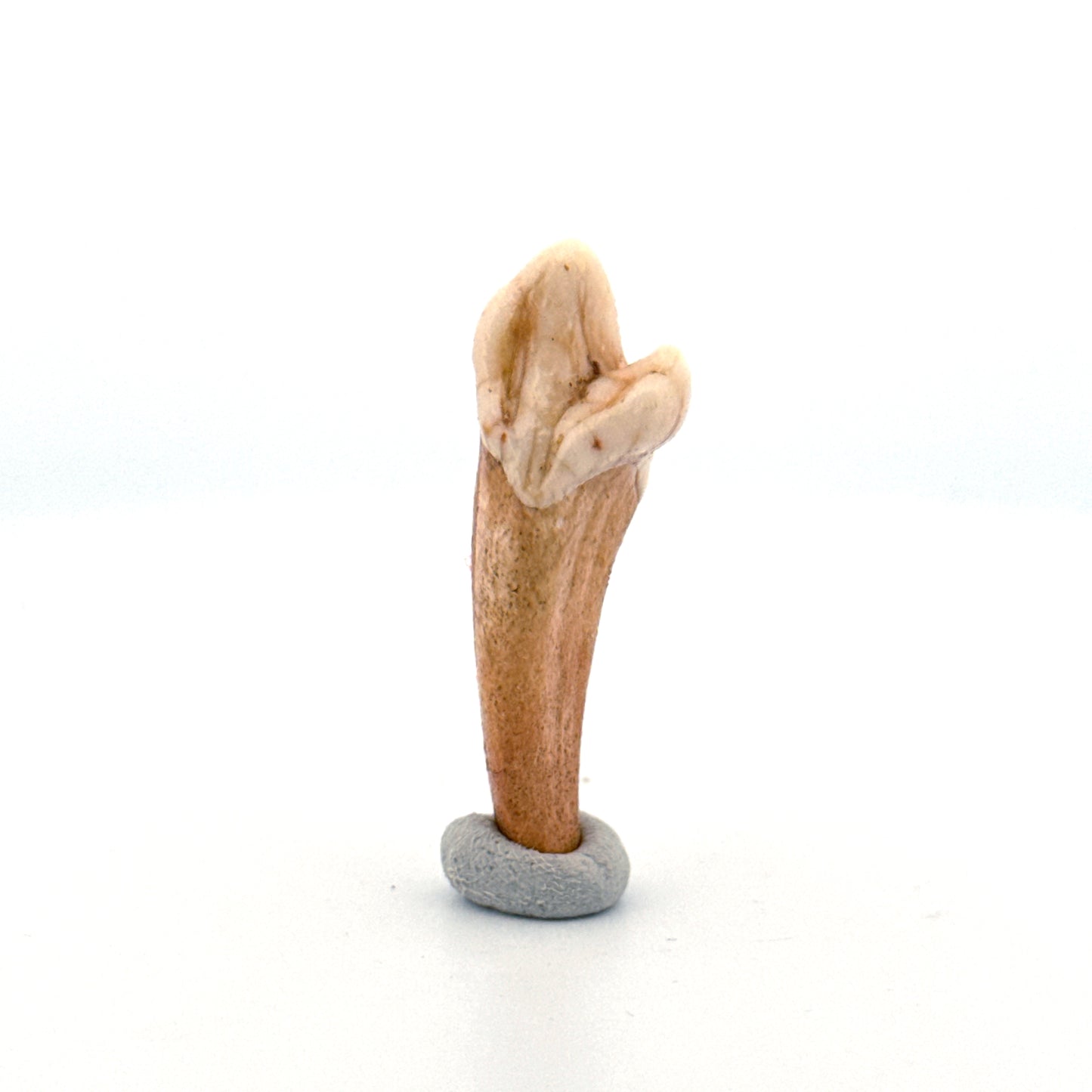 Cave Bear (Ursus spelaeus) incisor tooth from pleistocene, Rumania (1.59")