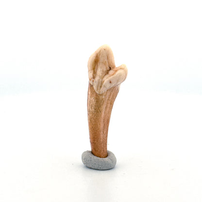Cave Bear (Ursus spelaeus) incisor tooth from pleistocene, Rumania (1.59")