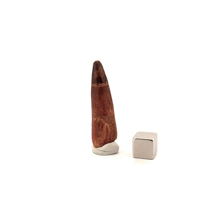 Spinosaurus Tooth Fossil (1.65") – Late Cretaceous Dinosaur tooth from Morocco