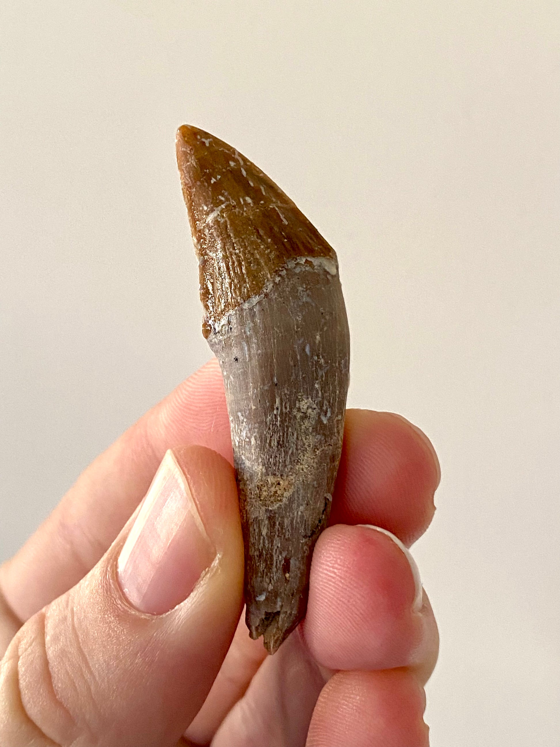 Basilosaurus tooth - FossilsAndMore