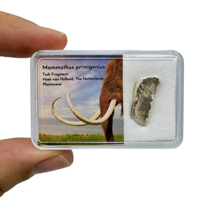 Wolharige Mammoet Slagtand Fragment uit Nederland in Gift Box