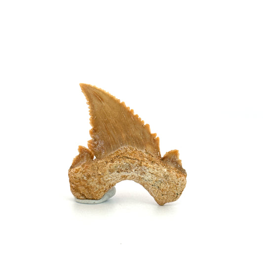 Palaeocarcharodon orientalis Tooth (1.66") from Morocco