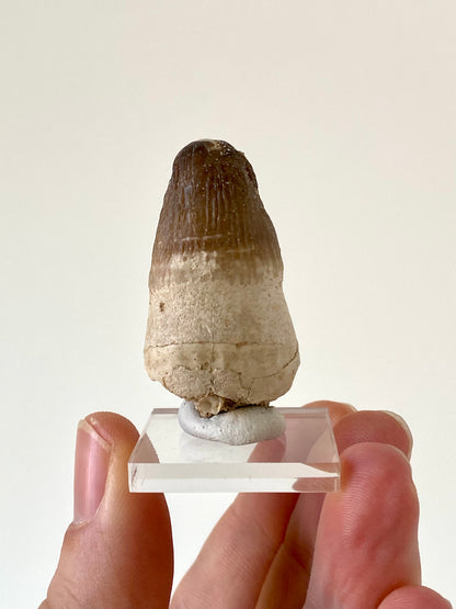 Moroccosuchus zennaroi Fossil tooth