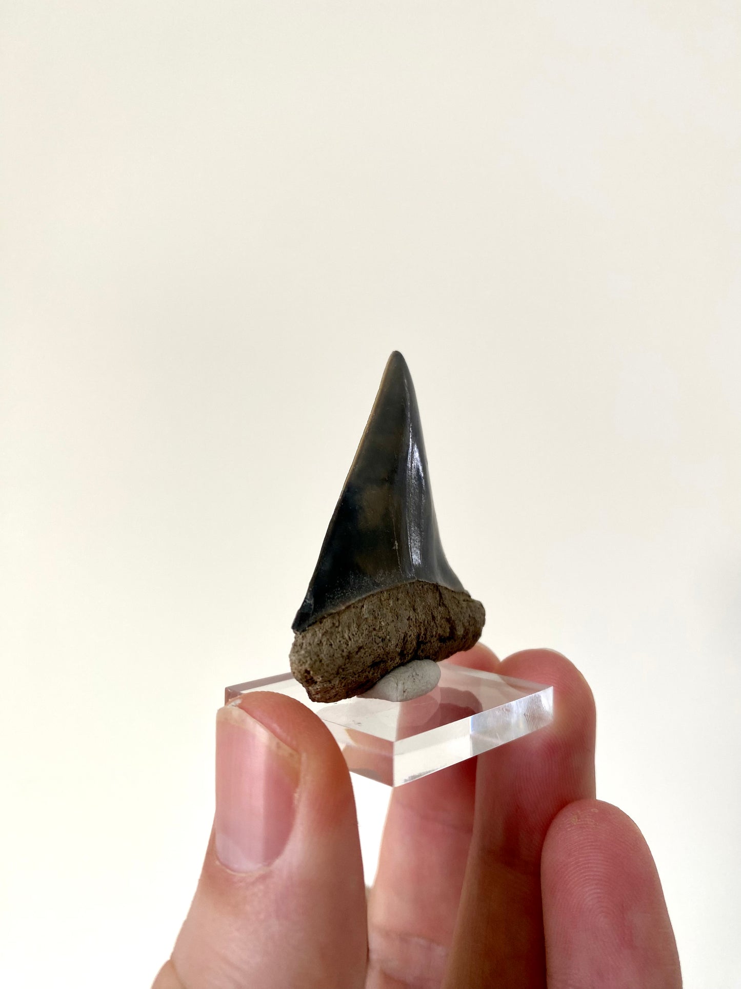 C. Hastalis fossil tooth (4.6cm)