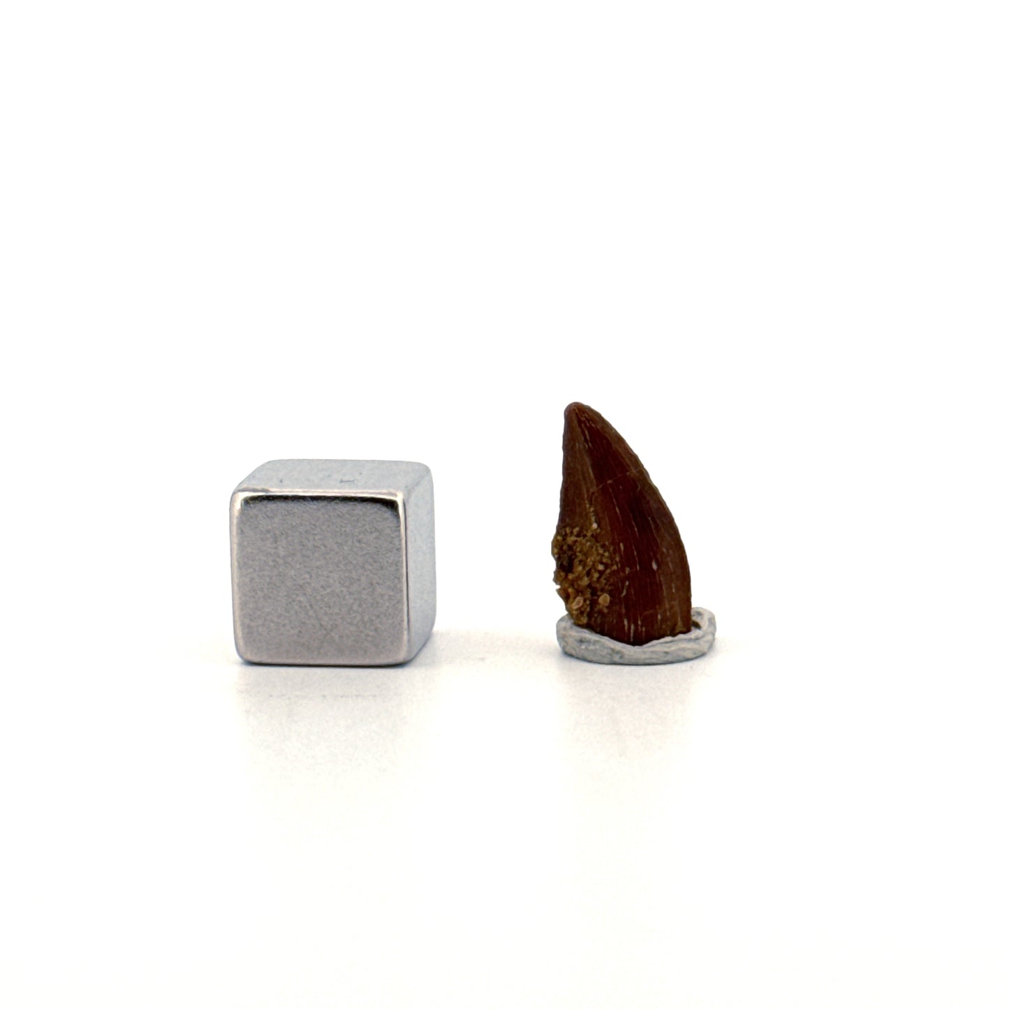 Abelisaurid fossil dinosaur tooth from Kem Kem, Morocco (0.54")