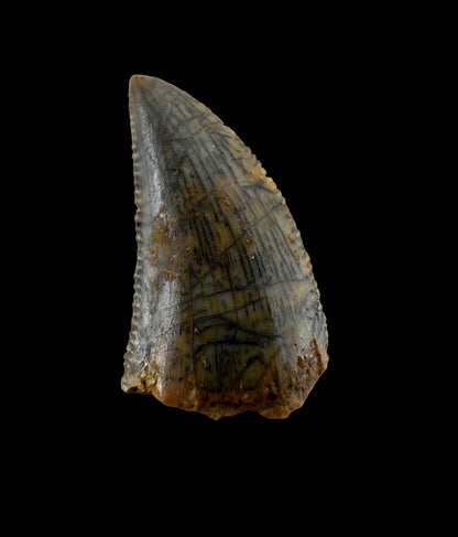 Abelisaurid fossil dinosaur tooth from Kem Kem, Morocco (0.54")