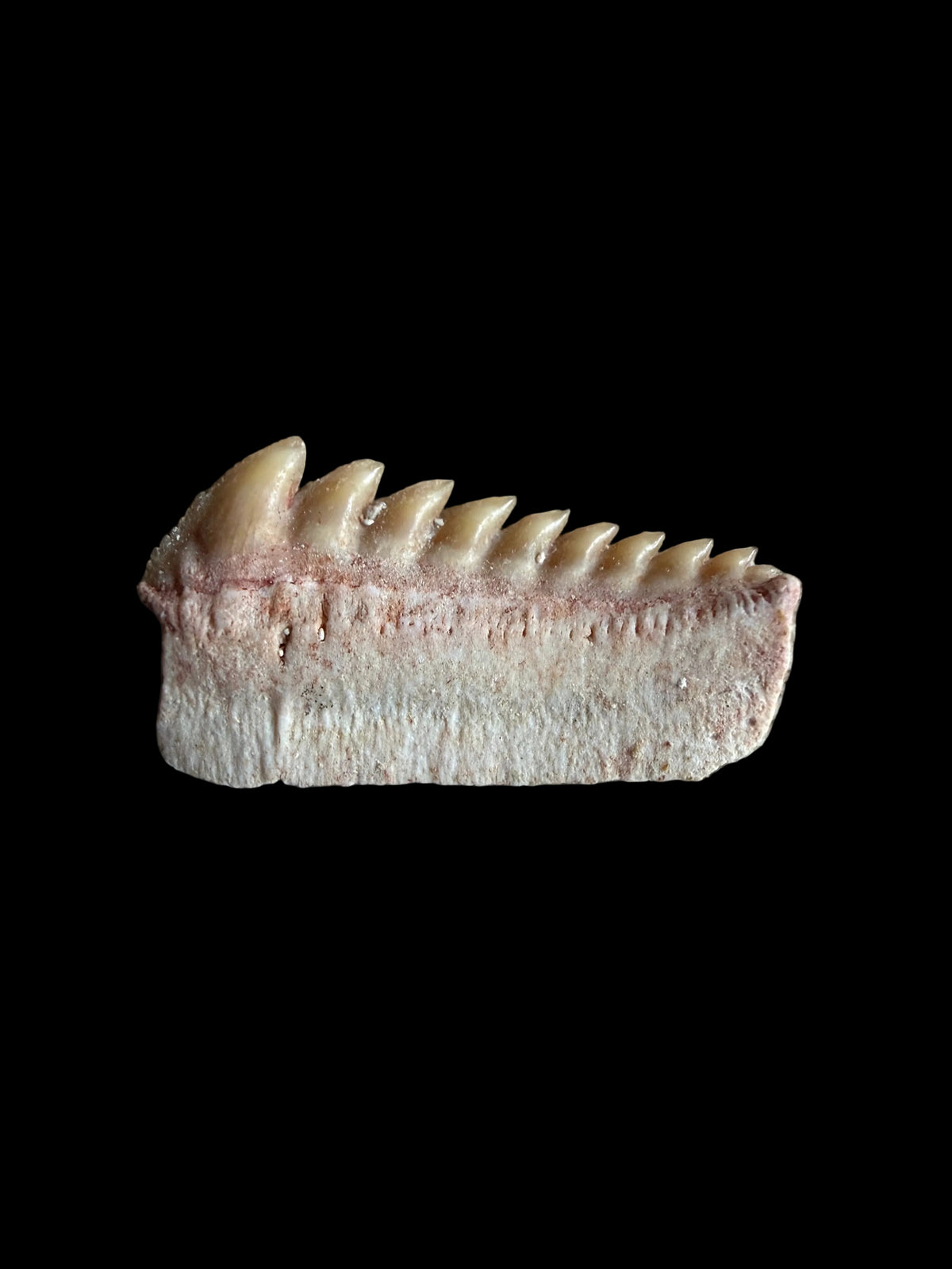 Zeldzame Hexanchus microdon Fossiele haaientand