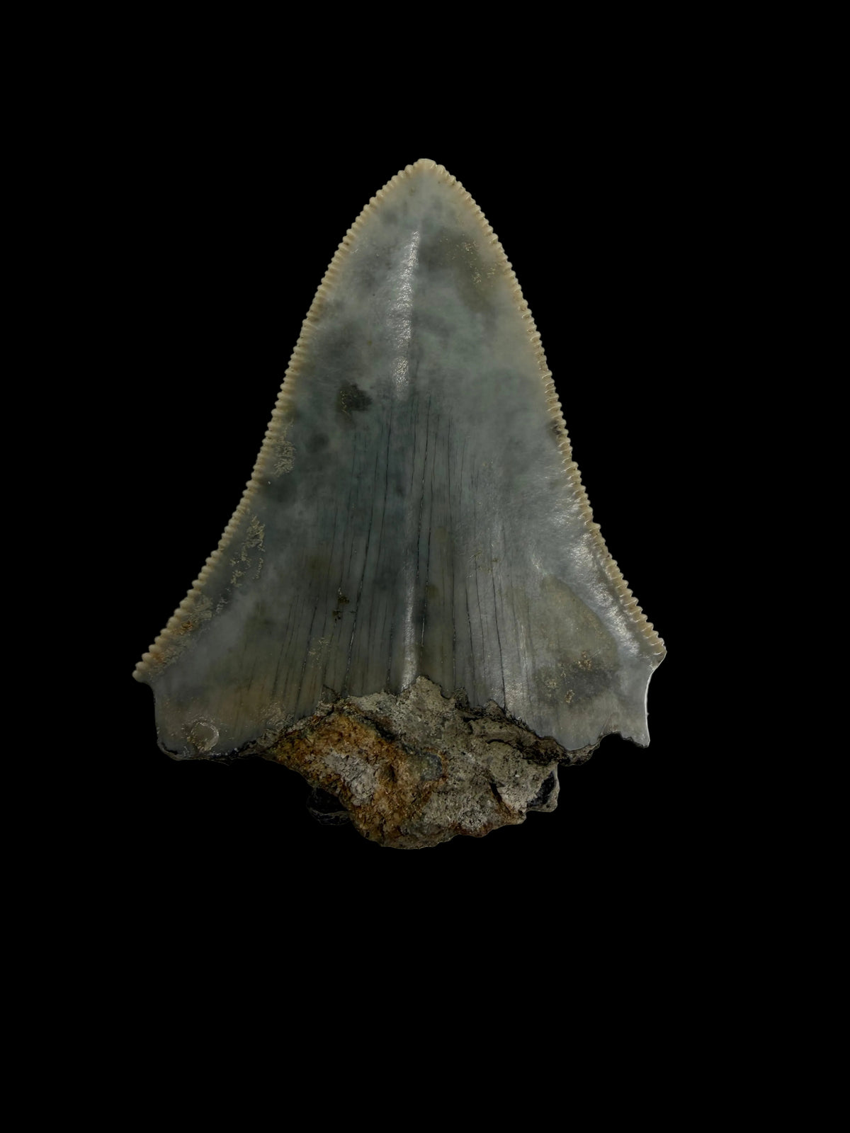 Megalodon Tooth Fragment from Indonesia | 2.17"