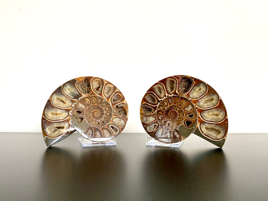 4.66" Ammonite Fossil, Cleoniceras species (2-sides, cut and polished)