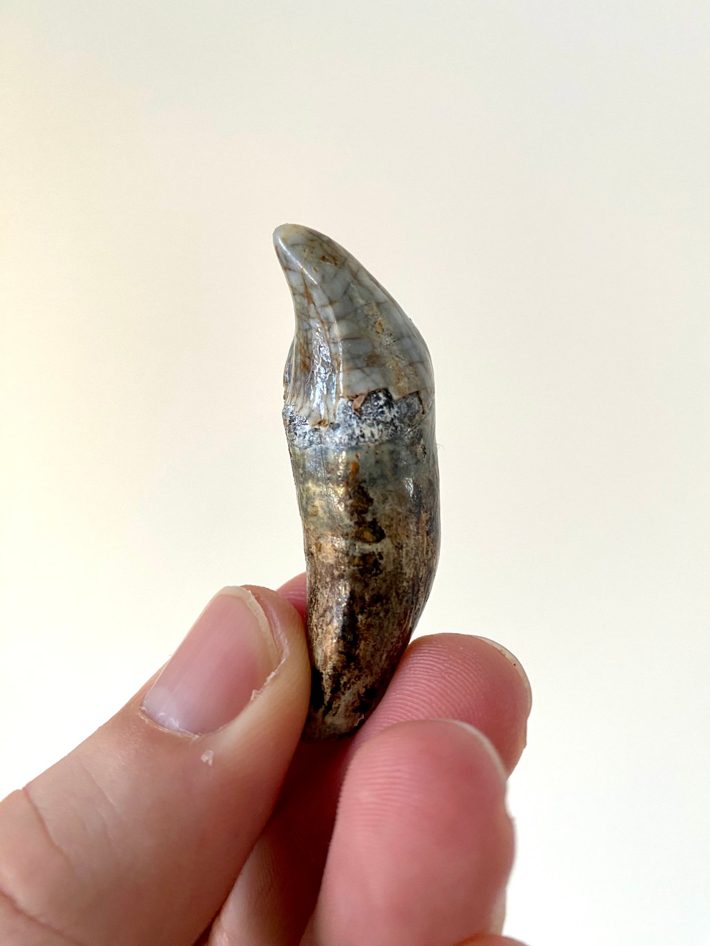 Cave Bear Incisor from Poland