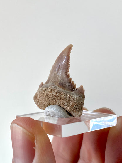 Paleocarcharodon Orientalis shark tooth