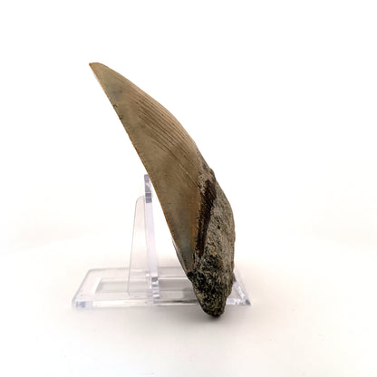 Megalodon tooth fossil (4.39") - Miocene, USA