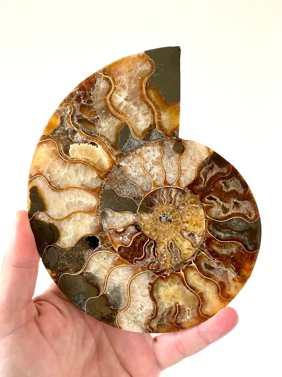 7.12" Ammonite Fossil, Cleoniceras species (2 - sides, cut and polished) - FossilsAndMore