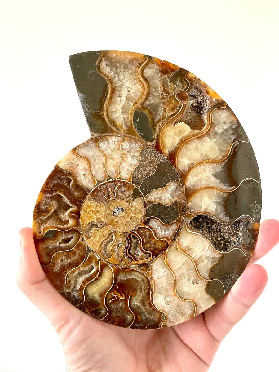 7.12" Ammonite Fossil, Cleoniceras species (2 - sides, cut and polished) - FossilsAndMore