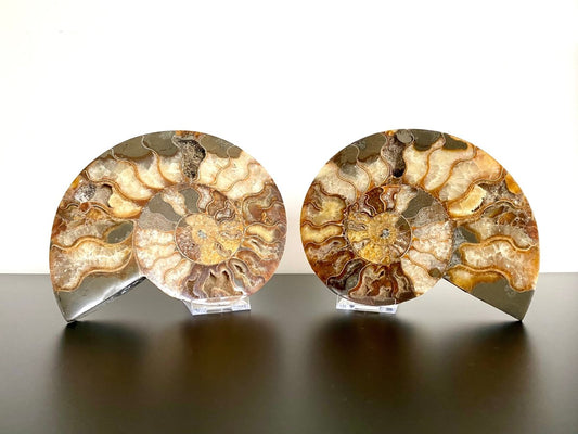 7.12" Ammonite Fossil, Cleoniceras species (2 - sides, cut and polished) - FossilsAndMore