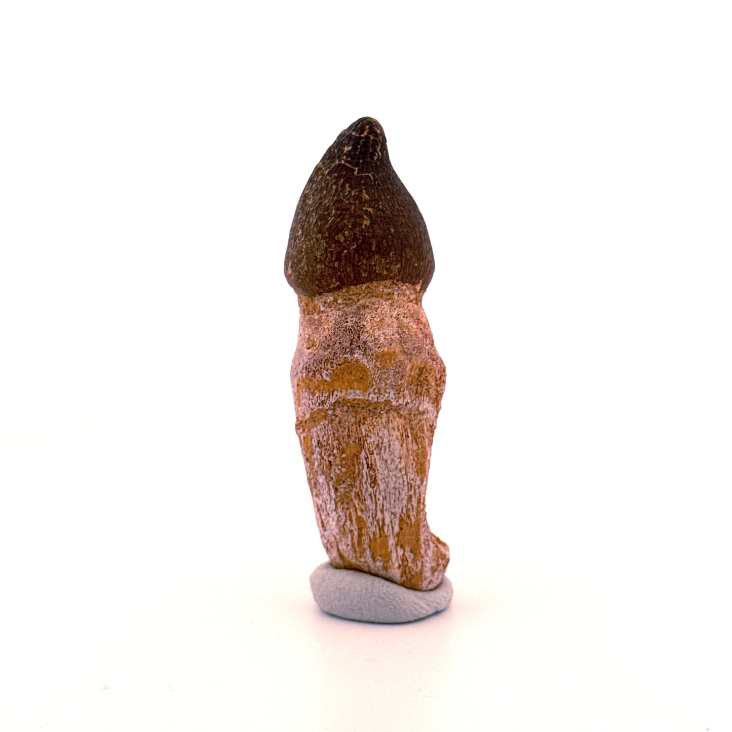 Globidens phosphaticus tooth with natural root from Cretaceous, Morocco (2.37")