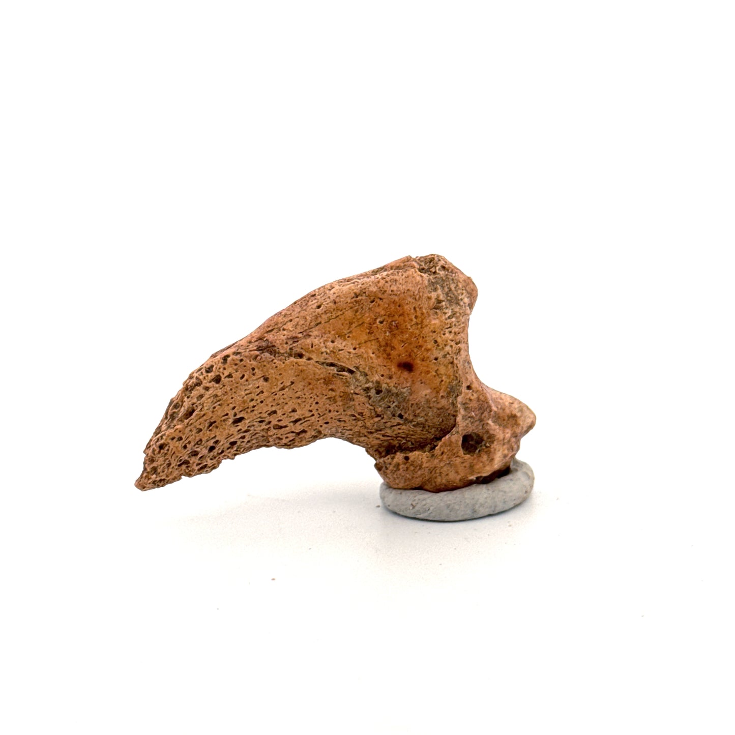 Cave Bear Claw (Ursus spelaeus), Distal phalanx Fossil (1.78") from Pleistocene, Romania