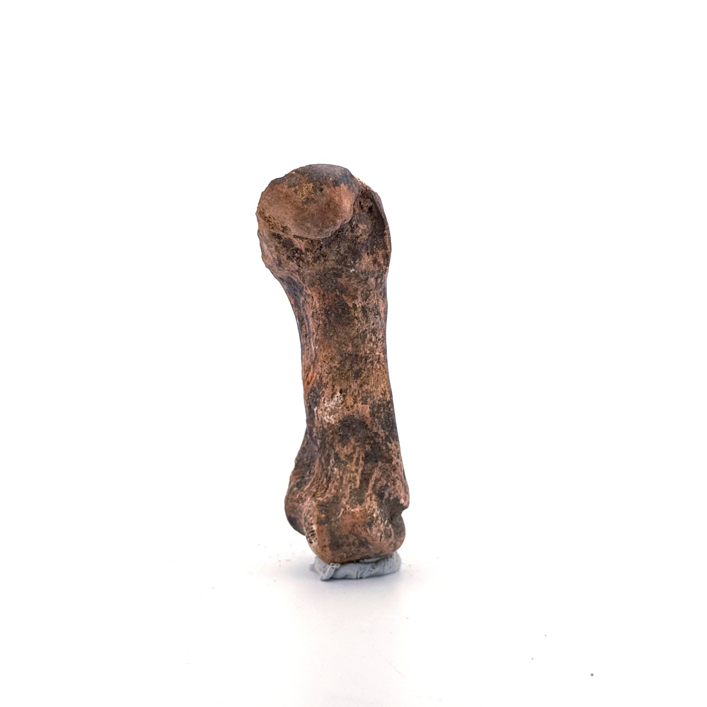 Cave Bear (Ursus spelaeus) Metacarpal Fossil (2.95"), Pleistocene, Romania